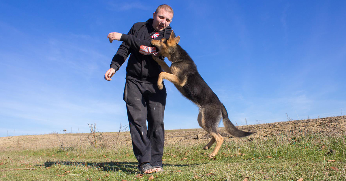bitten by dog